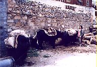 The YAK, so important to Tibetan nomad survival
